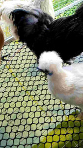 ไข่เชื้อไก่ชิลกี้ Silkie Chicken Eggs สำหรับฟัก ชุด 3ฟอง แถมฟรี 1ฟอง 220฿