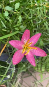 ช.หัวดอกบัวดิน Apple Jack หัวละ 12 บาท