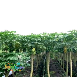 10 BUTIR BIJI/BENIH TANAMAN PEPAYA QUEEN BANGKOK F1