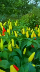 Benih Cabe Rawit Tegak RADAR 99 Original Tahan Antraknosa Tahan Virus