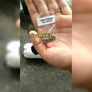 150 BUTIR BIJI/BENIH SAWI KAILAN FULL WHITE/CHINESE KALE