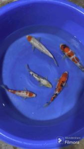 JAPAN KOI 23-30cm from TANI FARM ( HIGH GRADE )  cost at 1288 per koi + shipping 50 .