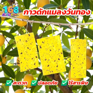 [พร้อมส่ง] กาวดักแมลงวันทอง แผ่นกาว ดักแมลง ไร้สารพิษ! กับดักแมลง กาวเหนียว2ด้าน