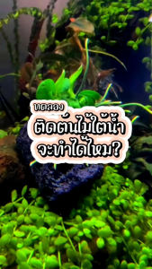 กาวติดไม้น้ำ (พร้อมส่ง)