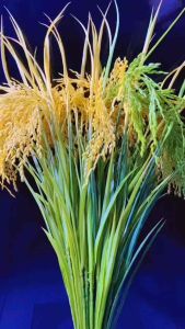 ( 1 Bó) 50 Bông Lúa Xanh Vàng Phong Thủy Tài Lộc Decor Phòng - Cây Nhựa Trang Trí