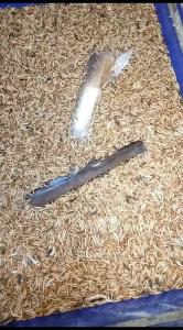 Ulat Hongkong 200 gram packing aman