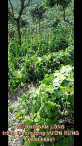 Lá sương sâm lông hữu cơ (300gr)