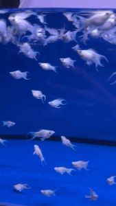 🔥CKH Aquatic🔥 Balloon Molly Platinum Lyretail