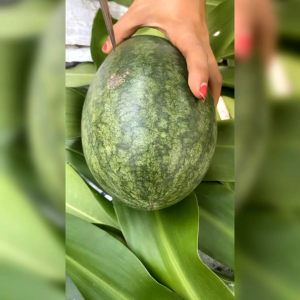 BENIH BINTANG ASIA SEMANGKA KUNING HIBRIDA MADURI F1 ( KEMASAN PABRIK )