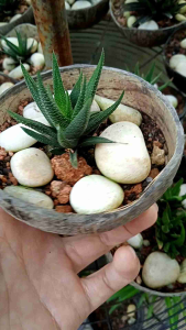小仙人掌 Succulent Haworthia Viscosa Tumbuhan Sukulen Haworthia 九城十二卷
