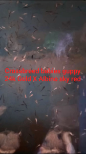 Baby Guppies _Crossbreed f1 (24k Gold crossing Albino sky red)_10 Fish Rm15.