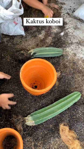 Paket Kaktus Koboi Isi 3 pcs Tanaman Kaktus Koboi Tanpa Duri