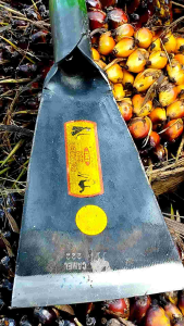 Dodos camel 222 malaysia