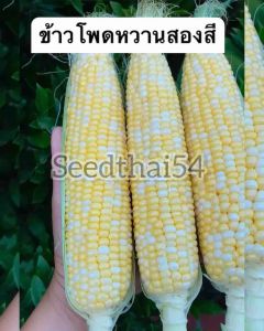 เมล็ดข้าวโพดหวาน 2 สี ขาวเหลืองในฝักเดียว หวานทานอร่อย