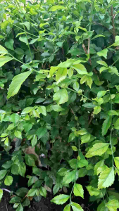 Bunga Kawat Bulu Mini Pot & Lily Mercy: Desain dan Hiasan