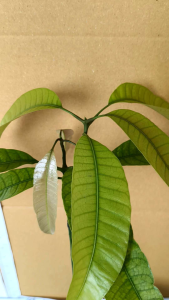 ต้นมะม่วงอกร่องเขียว/อกร่องโบราณ (เพาะเมล็ด)