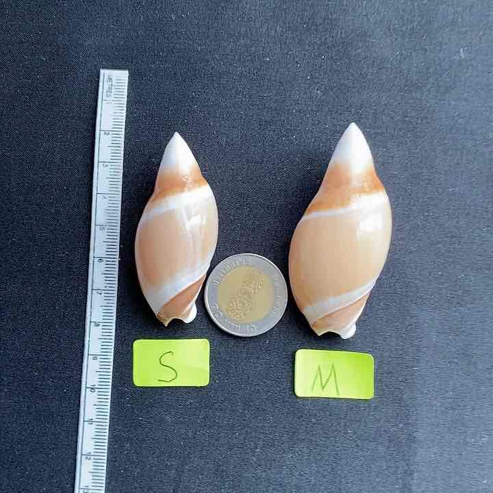 หอยสังข์ทรงกระสุน Rare bullet-shaped conch shell zidan | Lazada.co.th