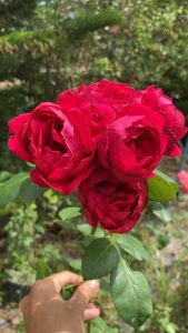 กุหลาบเรดอีเดน ถุงละ 150 บาท ต้นแข็งแรงพร้อมส่งจ้า