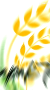 Benih Padi SR P08 Ultra Genjah 5kg 70 Hst Panen