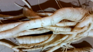 jual akar pepaya segar 1 kg