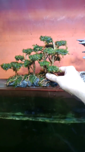 hiasan aquarium hardscape jungle tema natural aquascape