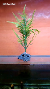 Tanaman Pakis Asparagus Sintetis untuk Aquarium Aquascape
