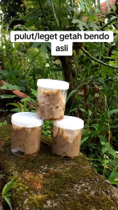 LEM Pulut Premium Burung Super Premium 100gram / Leget Pulut Getah Bendo Asli | SahabStore99