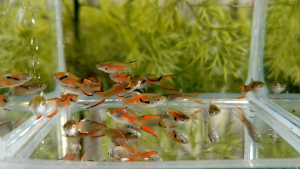 (Pair) Black Bar Double Sword Endler / Guppy / Fish