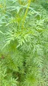 Daun Kenikir Segar 100Gram langsung petik obat herbal daun kenikir segar organik