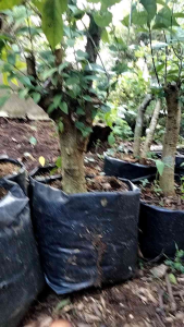 Bahan bonsai anting putri bonggol prospek