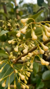 ช่อมาลี กระถางใหญ่ 11 นิ้ว ต้นสวยดอกหอม (กทม)