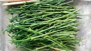 Entres Kopi klon Arsyad 30 ranting Tunas Raja