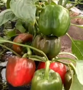 (KEMASAN PREMIUM) BIJI | BENIH TANAMAN PAPRIKA MERAH ( isi -+400 Butir)