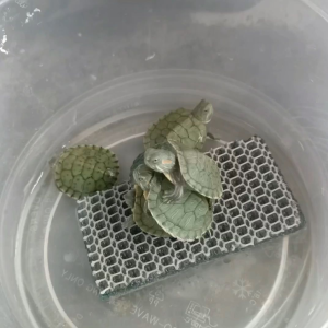 Red-eared Slider Turtle Habitat Accessories - Green Shell Pattern - Red Ears - Aquatic Environment - White Container - Blue Background- Select One Randomly.