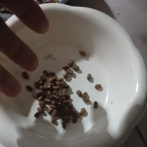 อาหารแมว เลื้ยงในบ้าน แบบทำหมัน (อาหารแมวที่ทำหมัน)