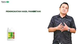 FENG SHOU mengandung beragam jenis mikroba khusus yg dapat membantu menguraikan senyawa Fosfat (P) Kalium (K) dan menambat senyawa Nitrogen (N) tiga unsur yg sangat penting bagi pertumbuhan tanaman Anda.