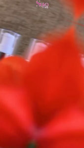 SUYO NIGHT LOTION PLATINUM