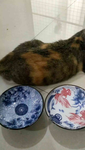 Bát ăn cho mèo chân cao bằng gốm😻😻😻