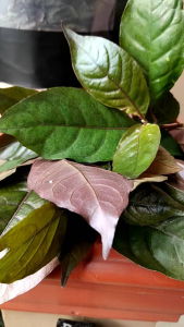 Teh Herbal Wasir Daun Handeleum/Ungu Kering 50g