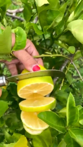 Bibit Lemon California Jumbo 100% ORI
