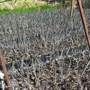 ตาลฟ้าถุง3.5×8