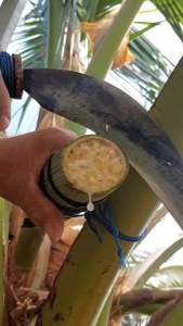 Pisau Sadap Arit Sadap Pohon Kelapa /Sabit Sadap Nira Aren
