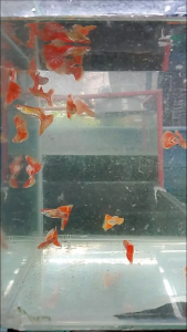 Albino Yellow Orange SnakeSkin (Male & Famale)
