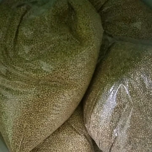 Makanan Burung Lovebird: Pakan Berkualitas & Sehat