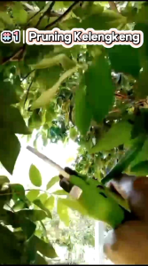 IGM Gunting Kembang-Gunting Dahan