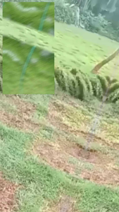 Tanaman rumput Peking rumput jepang untuk makam tanam halaman rumah dll 1 lempeng rimput