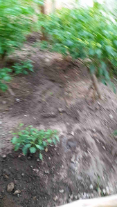 PSB Bakteri Foto Sintesis Pupuk Cair & Biang PSB