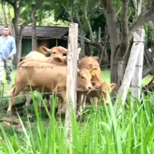 Grass Seed - Signalgrass / Biji rumput signal/bede 1 karung / Brachiaria decumbens 25kg