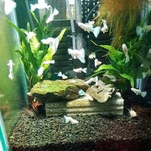 GPS Aquatic Albino Platinum Guppy 1 pair