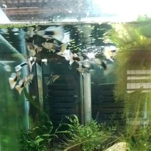 GPS Yellow Tuxedo Guppy 1 pair